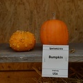 Pumpkin Bumpkin from the USA